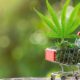 Herbciepscam