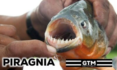 Piragnia