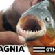 Piragnia