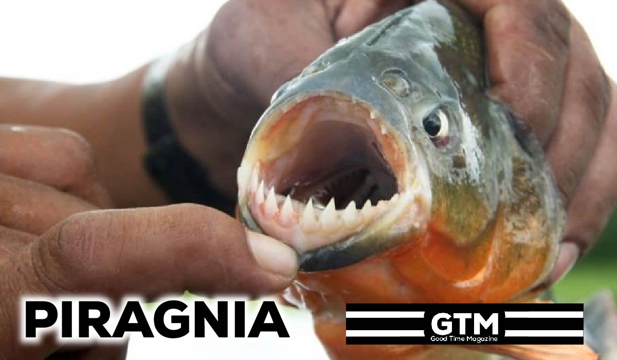 Piragnia