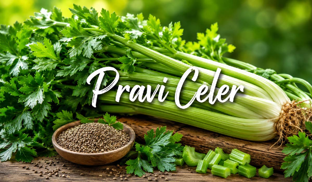 Pravi Celer