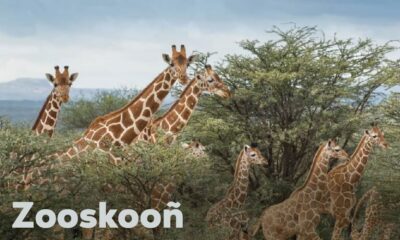 Zooskooñ