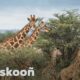 Zooskooñ